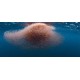 omega-3-huile-de-krill-capsules-sont-sous-forme-de-phospolipides-biodisponibles