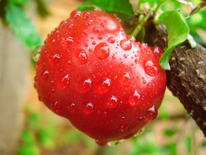 Naturland Acerola 1000 Tonus et Vitalité Vitamine C naturelle Pharma5avenue aide à contribuer à une action anti fatigue par la vitamine C